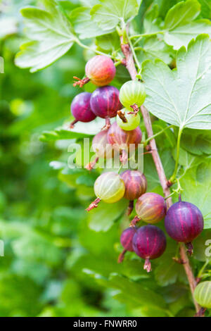 Rote Stachelbeere wächst auf einem Strauch Stockfoto