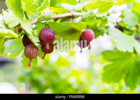 Rote Stachelbeere wächst auf einem Strauch Stockfoto