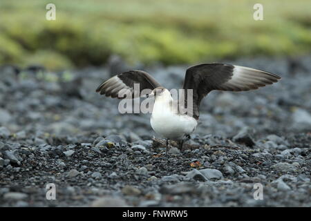 Parasitäre Jaeger Island Stockfoto