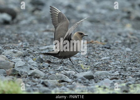 Parasitäre Jaeger Island Stockfoto