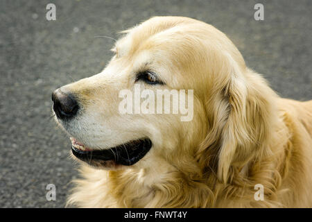 Kopf eines männlichen golden Retriever Hund Stockfoto