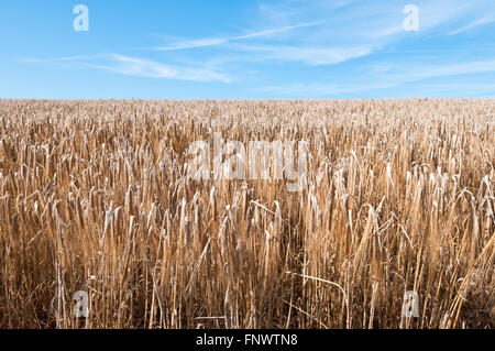 Weizen wächst an einem sonnigen Tag in einem Feld auf der South Downs in Sussex, England, UK Stockfoto