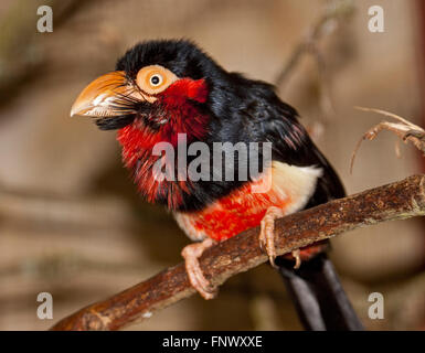 Bärtige Barbet (Lybius Dubius) Stockfoto