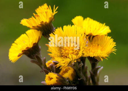 Nahaufnahme von Tussilago farfarfara, allgemein bekannt als Coltsfoot Stockfoto