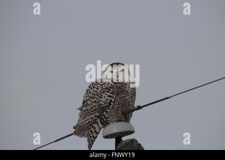 Weibliche Schneeeule saß auf der Pole auf der Suche nach einer Mahlzeit. Stockfoto