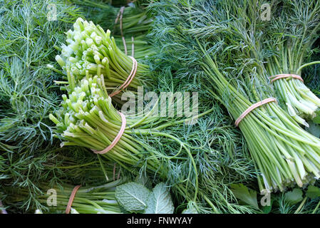Trauben von Dill Kraut Stockfoto