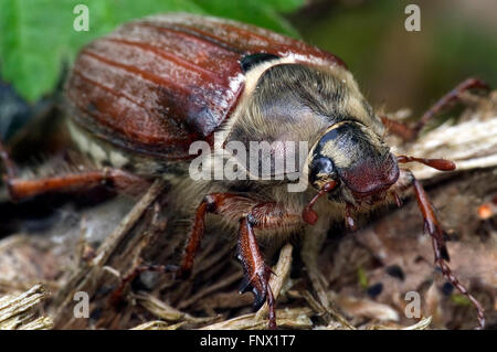 Gemeinsamen Maikäfer / bug / Doodlebug (Melolontha Melolontha) Nahaufnahme Portrait kann Stockfoto