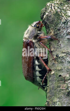 Gemeinsamen Maikäfer / bug / Doodlebug (Melolontha Melolontha) Nahaufnahme Portrait kann Stockfoto