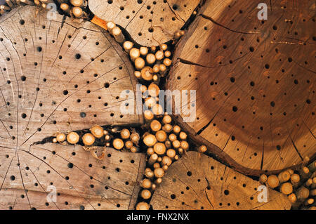 Insektenhotel für Solitärbienen bietet Nest Löcher in hohlen stammt Holzblöcke Stockfoto