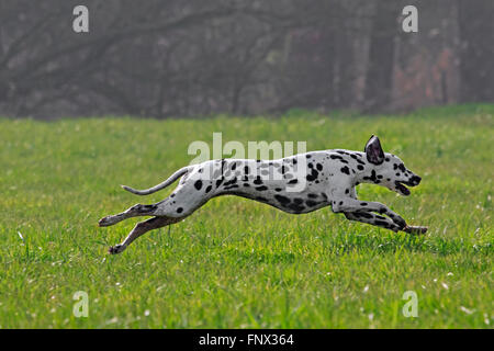 Dalmatiner / Beförderung Hund / Coach Hund in Feld gesichtet Stockfoto