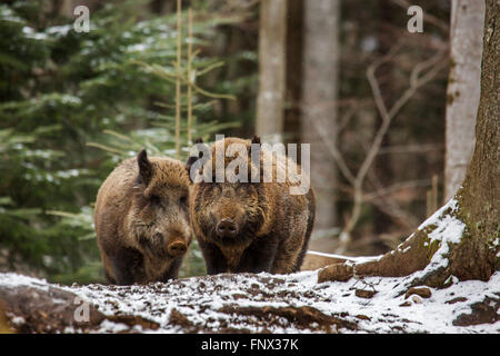 Zwei Wildschweine (Sus Scrofa) auf Nahrungssuche in Kiefernwald im Schnee im winter Stockfoto