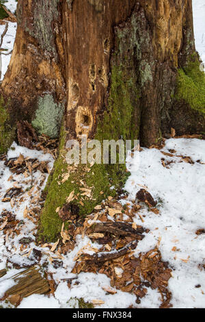 Mehrere Löcher im Stamm des Baumes gehämmert von Specht auf der Suche nach Larven im Totholz im Wald Stockfoto