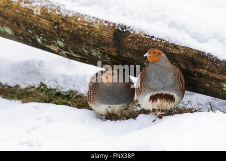 Graue Rebhühner / englische Rebhuhn (Perdix Perdix) Paar sucht Zuflucht unter log im Schnee im Winter Stockfoto