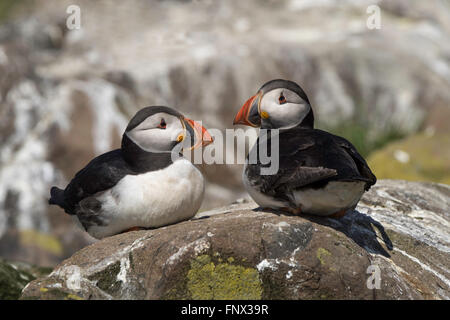 Ein paar Papageitaucher (Fratercula Arctica) Farne Islands, Northumberland, England, UK Stockfoto