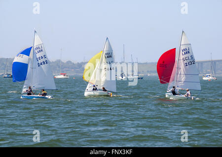 Lerche-Regatta des Royal Harwich Yacht Club am River Orwell in der Nähe von Ipswich in Suffolk, England, Vereinigtes Königreich Stockfoto