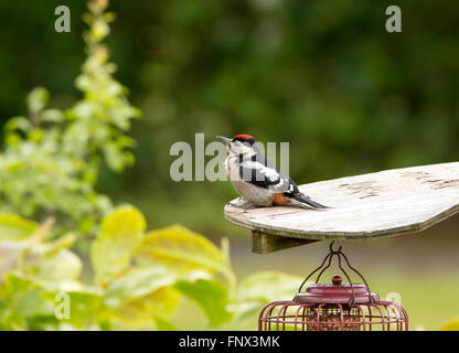 Juvenile Buntspecht Stockfoto