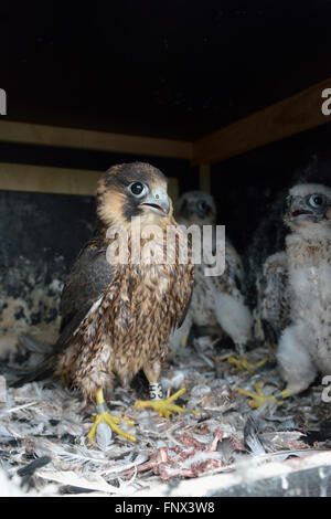 Duck Hawk / Peregrine Falke ( Falco peregrinus ), umringte Jungvögel unterschiedlichen Alters, sitzen zusammen in Nisthilfe, Wildtiere, Europa. Stockfoto