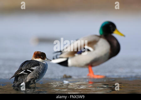 Weibliche SMEW ( Mergellus albellus ) und Mallard / Wildente ( Anas platyrhynchos ) nebeneinander, schöner Größenvergleich, Wildtiere, Europa. Stockfoto