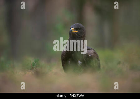 Steppenadler (Aquila Nipalensis) sitzen auf dem Boden vor den Rand von einem Wald, um aufmerksam beobachten, in Gefangenschaft. Stockfoto