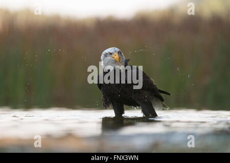 Weißkopf-Seeadler / American Eagle (Haliaeetus Leucocephalus), Erwachsene, steht im flachen Wasser, schüttelt seinen Kopf. Stockfoto