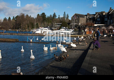 Höckerschwäne Gänse und Enten vermischen sich mit Touristen und Besucher von der Uferpromenade am Bowness Windermere Cumbria Lake District, England Stockfoto