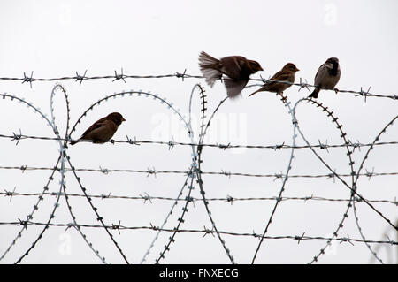 Griechenland / Mazedonien Grenze. Idomeni. Flüchtlingslager. Vögel auf dem Stacheldraht. Stockfoto