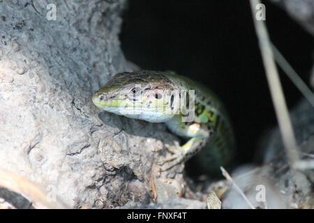 Eidechse Eidechsen Balkan wand Eidechse podarcis tauricus ionicus Reptilien Reptilien allgemeine Ansicht geschützt Griechenland Balkan scal Stockfoto