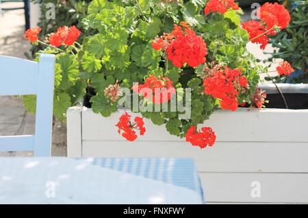 Typisch griechisch oder Türkisch Taverner Restaurant mit Tischen im Garten blau-weißen Tuch gemalt Stühle roten Geranien Stockfoto