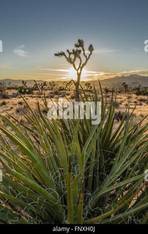 Yucca-Pflanze mit unscharfen Joshua Tree und Sonnenuntergang im Hintergrund Stockfoto