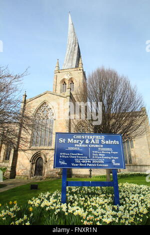 Narzissen blühen unter den verdrehten Turm der St. Mary und All Saints Church im Stadtzentrum Chesterfield, Derbyshire England UK Stockfoto