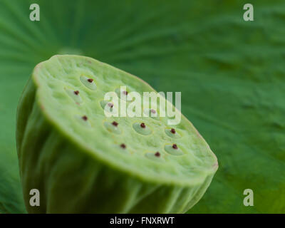 Closeup Lotus Samenkapsel mit Weichzeichnen Lotus Blatt Hintergrund. Stockfoto