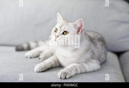 Schöne Katze mit grau-weiße Haare auf Sofa. Stockfoto