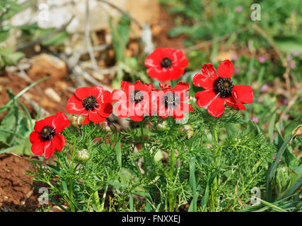 Rote Anemonen auf dem grünen Rasen in Israel Stockfoto