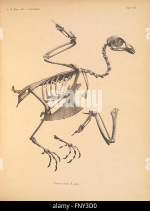 Abbildungen von Vogel-Skeletten (Tafel CII) Stockfoto