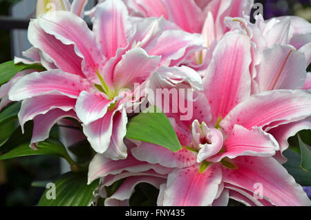 Schöne rosa Stargazer Lilie Blumen in voller Blüte Stockfoto