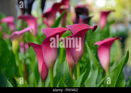 Schöne rosa Calla Lilie Blumen im Frühling Stockfoto