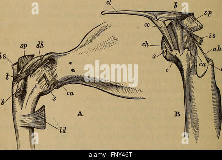 Die Katze - eine Einführung in das Studium der backboned Tiere, insbesondere Säugetiere (1881) Stockfoto