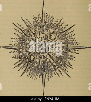 Dieses 1881 erschienene Buch bietet eine Einführung in das Studium von Katzen als Tiere mit Rückenknochen, wobei der Schwerpunkt auf ihrer Klassifizierung innerhalb von Säugetieren und ihren anatomischen Merkmalen liegt. Stockfoto