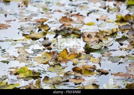 Autmn verlässt schwimmt auf der Oberfläche eines kleinen Flusses und spiegelt die oben genannten Baum-Silhouetten. Stockfoto