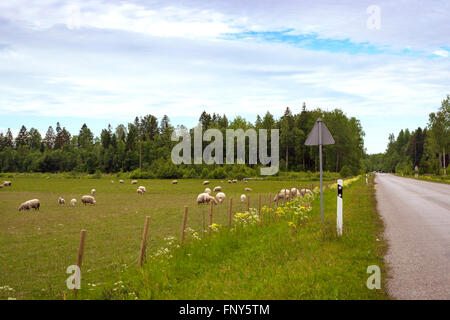 Schafe grasen auf der grünen Wiese, im Sommer bei bewölktem Wetter, Korve-Toila, Ida-Viru Maakond, Estland Stockfoto