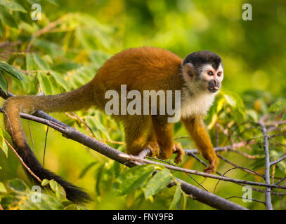 Die Halbinsel OSA, COSTA RICA - mittelamerikanischen Totenkopfaffen im Regenwald. Saimiri oerstedii Stockfoto