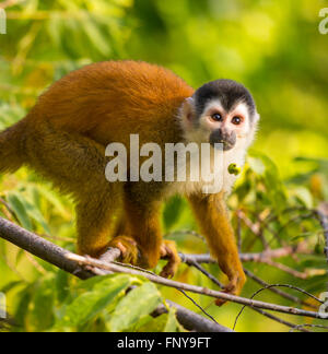 Die Halbinsel OSA, COSTA RICA - mittelamerikanischen Totenkopfaffen im Regenwald. Saimiri oerstedii Stockfoto