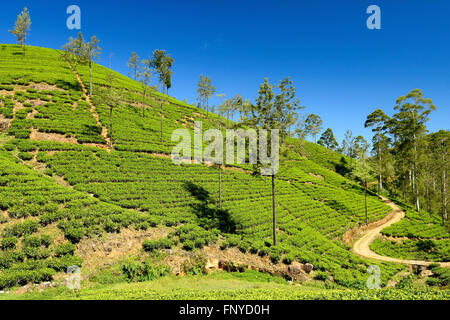 Tee Plantage im Gebirge in Sri Lanka. Stockfoto