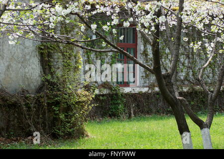 Blühende Kirschbäume im Hintergrund des alten Hauses. Efeu an den Wänden des Hauses. Alten Garten im Frühjahr. Stockfoto