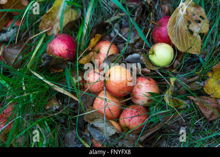 Herbst Windfall Äpfel liegen in den Rasen gehen faule und unbenutzt. Stockfoto