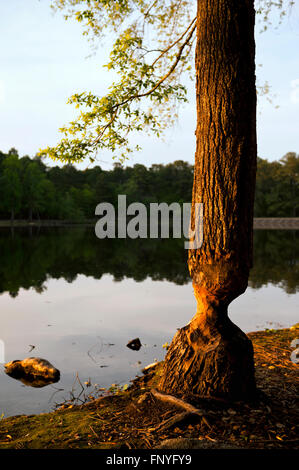 Ein Biber beschädigt Baum in Southern Pines North Carolina Stockfoto