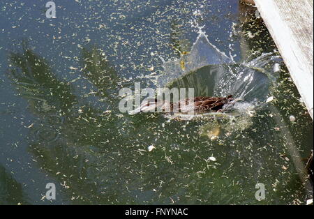 Weibliche Ente springen in einen Teich in Perth Australien Stockfoto