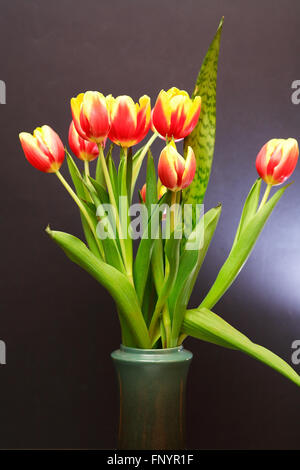 Reihe von Tulpen in schöne keramikvase auf dunklem Hintergrund Stockfoto