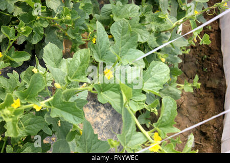 Cucumis Melo, Sarda Melone, goldene gelbe Melone an Rebstöcken mit Ranken, kleine gelbe Blumen, als Tisch Obst Stockfoto