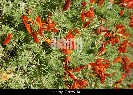 Lotus Barthelotii, Papagei den Schnabel, der Pelikan Schnabel, beständiges ornamentalen Kraut mit roten Schnabel schlank Flugblätter, orange Blüten Stockfoto